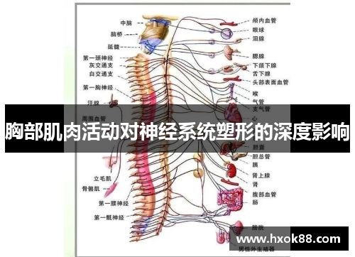胸部肌肉活动对神经系统塑形的深度影响